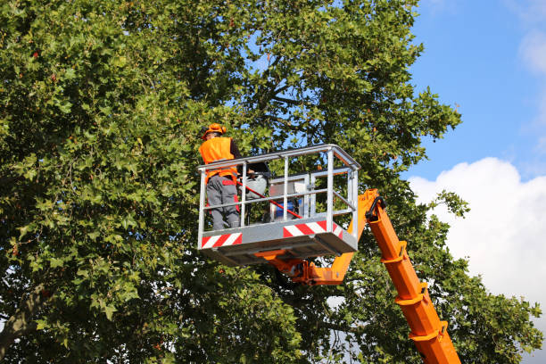 Reliable Boley, OK Tree Services Solutions